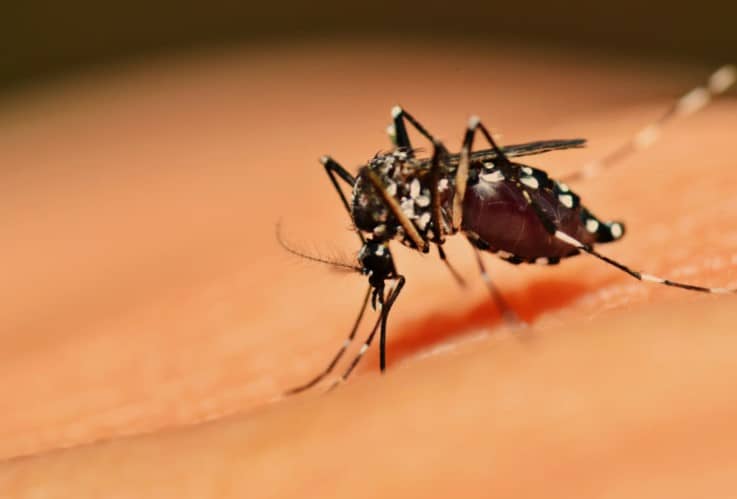 โรคไข้เลือดออก (Dengue fever) : อาการ สาเหตุ การรักษา
