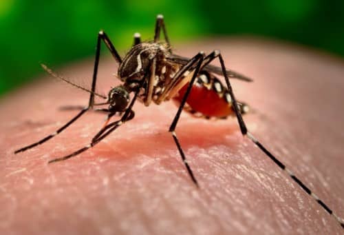 ชิคุนกุนยา : (Chikungunya) อาการ สาเหตุ การรักษา