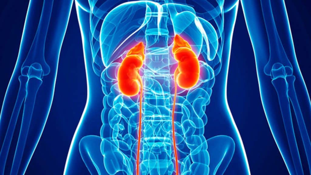 ไตวาย (Kidney Failure) : อาการ สาเหตุ การรักษา