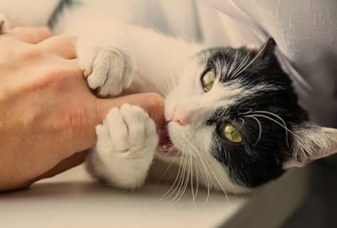 ไข้แมวข่วน (Cat Scratch Fever) : อาการ สาเหตุ การรักษา