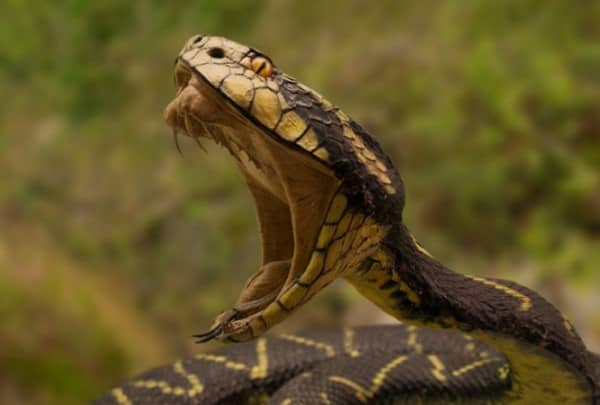 งูกัด (Snake Bites) : อาการ สาเหตุ และการรักษา
