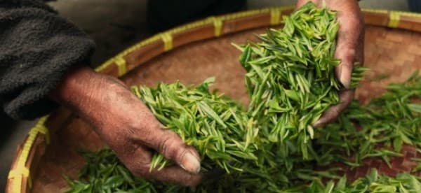 15 Unique Benefits of Oolong Green Tea