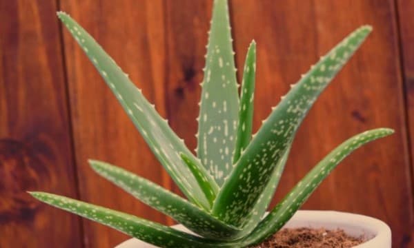 ประโยชน์ของน้ำว่านหางจระเข้ (Aloe Vera Juice) 