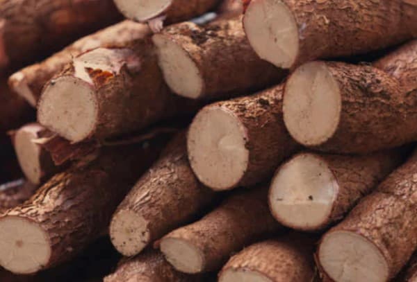มันสำปะหลัง (Cassava) : ประโยชน์ และสิ่งควรรู้