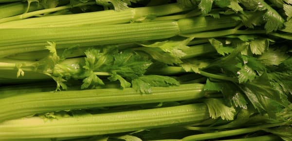 Celery Health Benefits