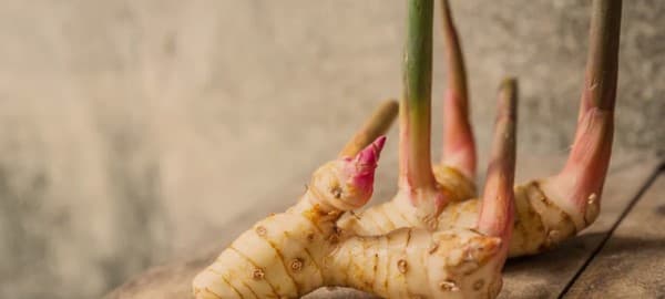 สรรพคุณของข่า (Benefits of Galangal)