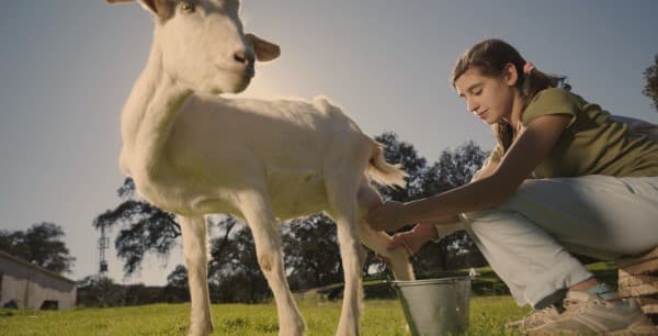 นมแพะกับนมวัวประโยชน์ต่อสุขภาพ (Goat Milk VS Cow Milk)