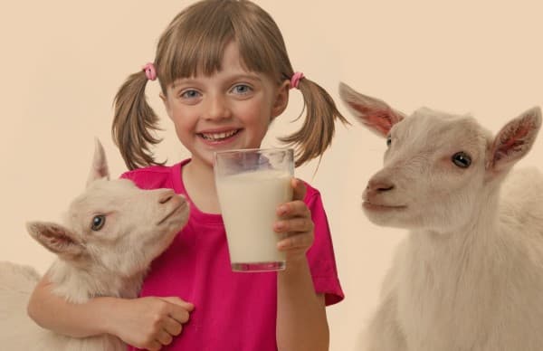 Goat Milk VS Cow Milk