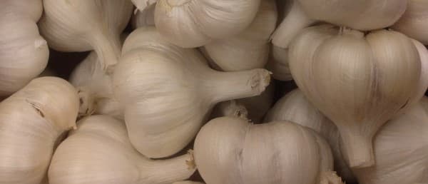 Garlic Health Benefits