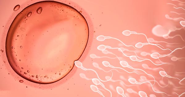 การปฏิสนธิเกิดได้อย่างไร (How Does Fertilization Occur)