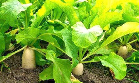 หัวไชเท้า (Radish)