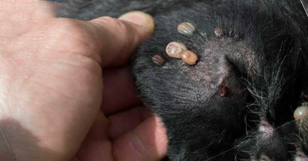 Tick Infestations