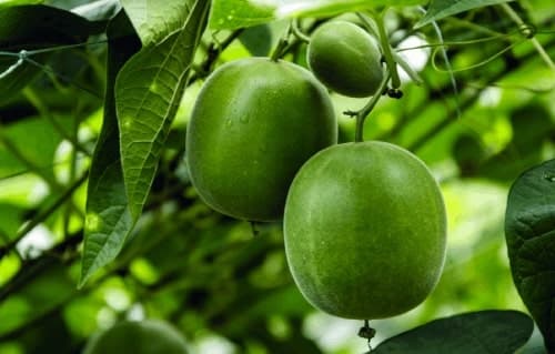 ประโยชน์ของหล่อฮังก๊วย (Luo Han Guo – Monk Fruit)