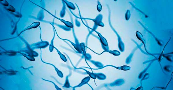 อสุจิคืออะไร (What is Sperm)