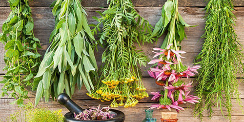 Herbs for Cough