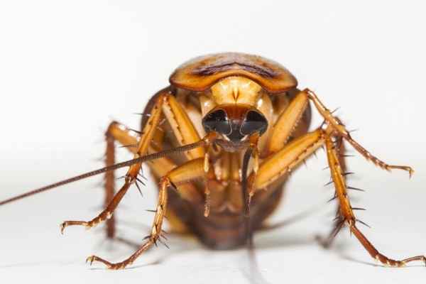 โรคภูมิแพ้แมลงสาบ (cockroach allergy)