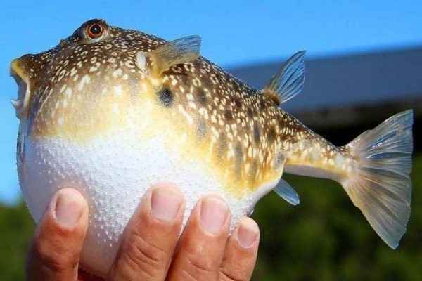 Puffer Fish, Why it is Dangerous?
