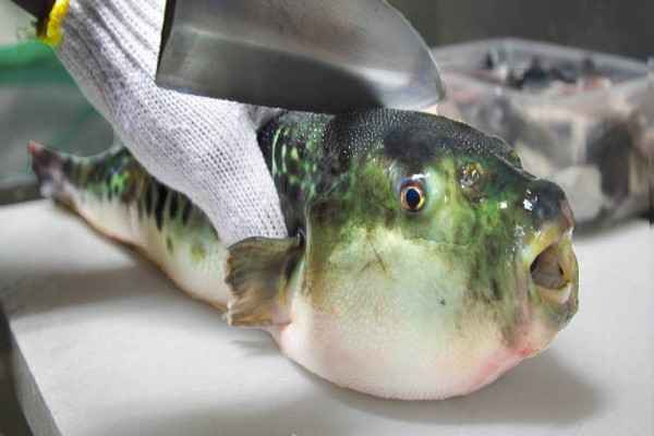 ซูชิปลาปักเป้า: Fugu ฆ่าคุณอย่างไร (Puff Fish, Why it is Dangerous?)